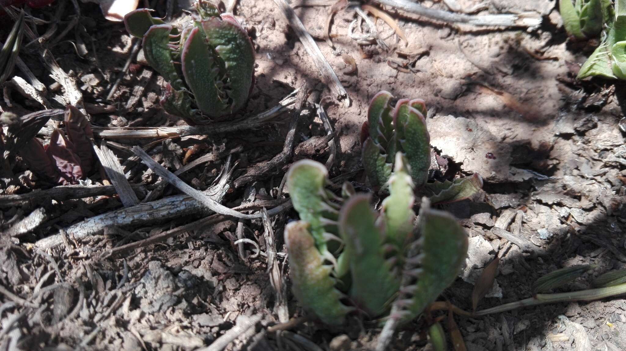 Image of Faucaria felina (Weston) Schwant. & Jacobsen