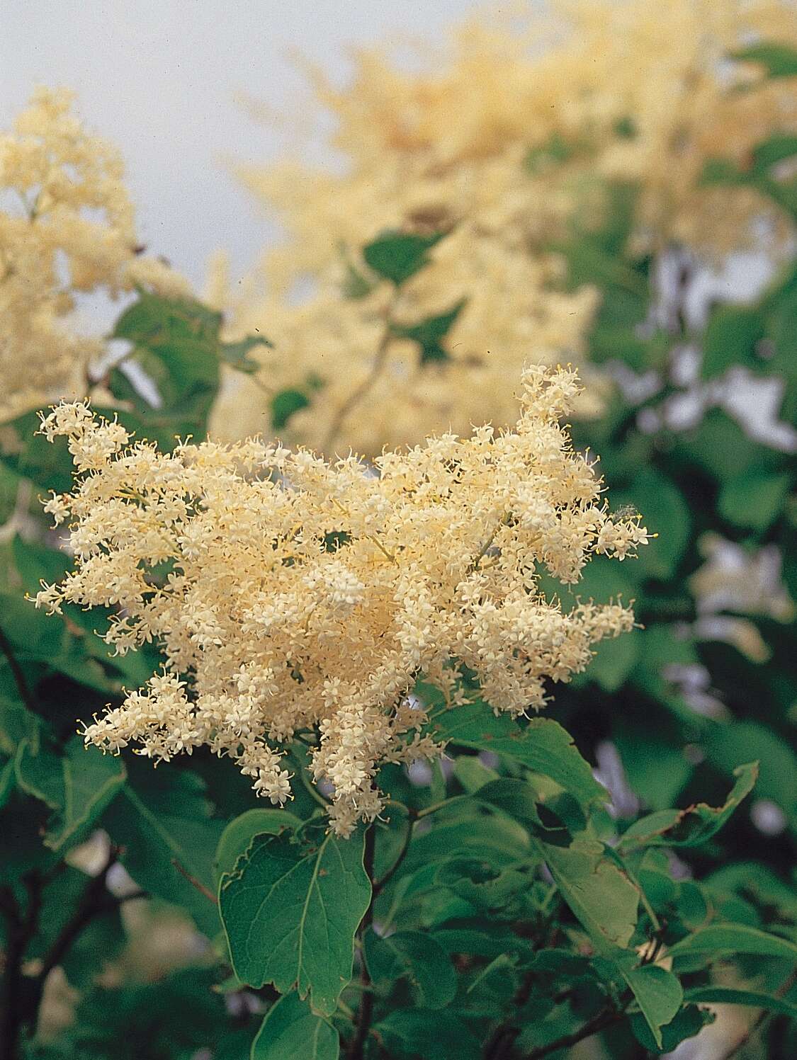 Image of Japanese Tree Lilac