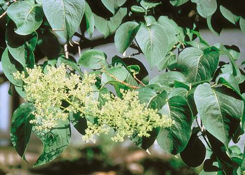 Image of Japanese Tree Lilac