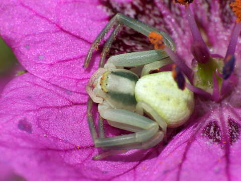 Image of Flower Crab Spiders