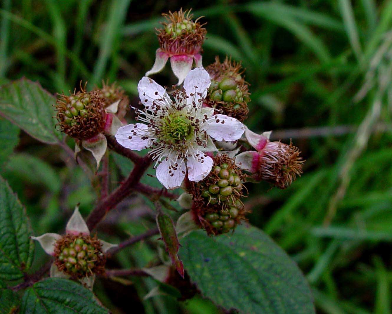 Image of Rubus dasyphyllus (Rogers) Rogers