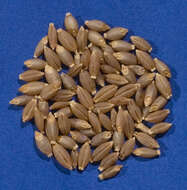 Image of common barley