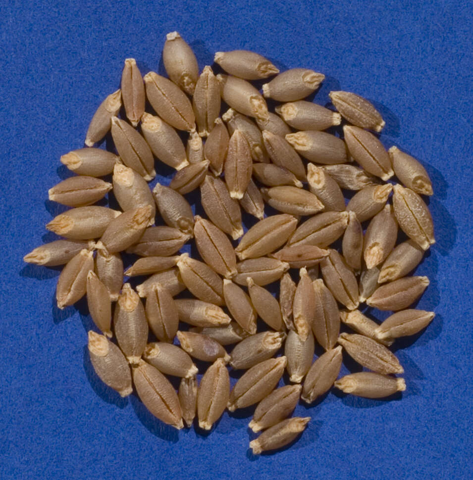 Image of common barley