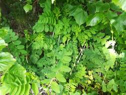 Image of licorice milkvetch