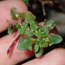 Image of Chenopodium robertianum Iamonico & Mosyakin