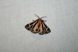 Image of Harnessed Tiger Moth