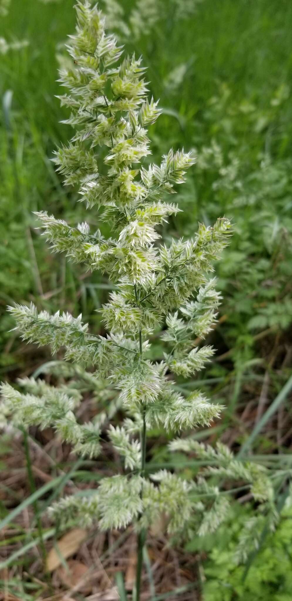 Imagem de Poa arachnifera Torr.