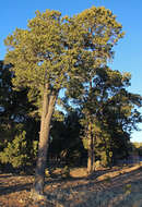 Image of Colorado Pinyon