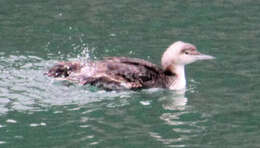 Image of Pacific Diver