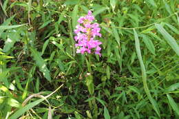 Image of Purple fringed orchid