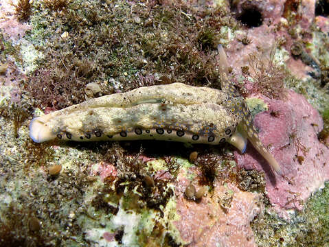 Image of Flat camouflaged slug