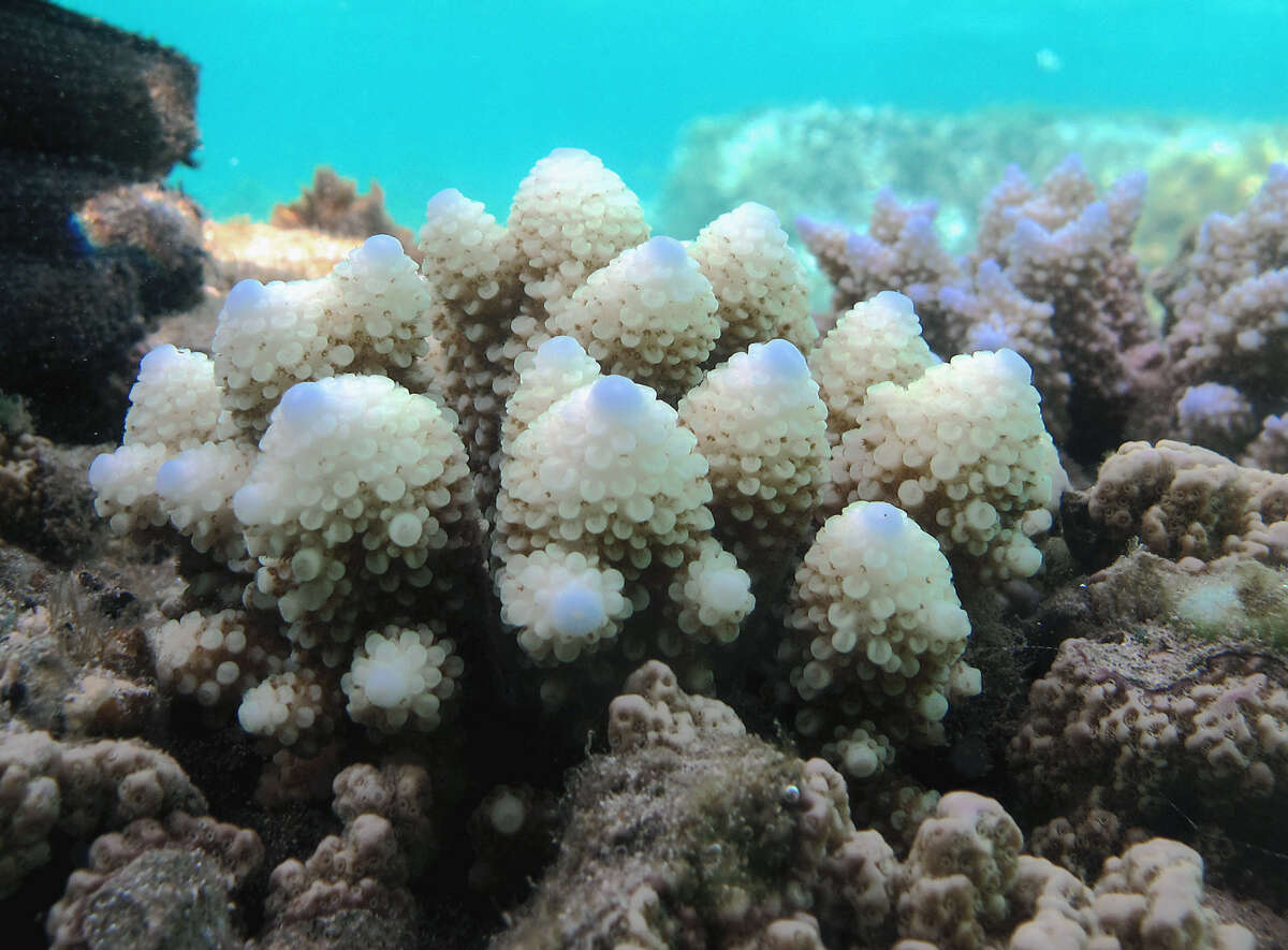 Image of Staghorn coral