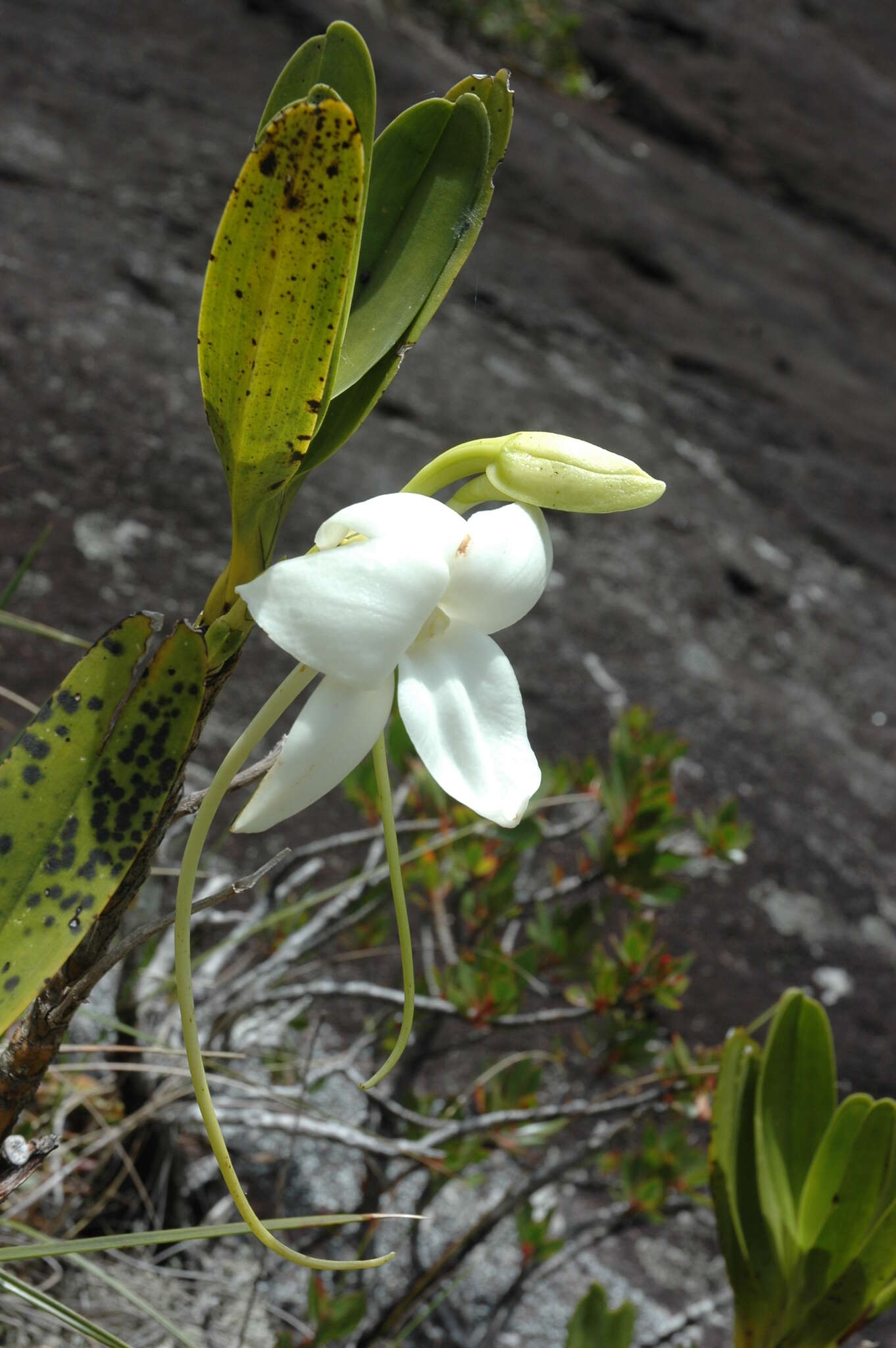 Image of Angraecum sororium Schltr.