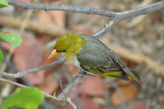 Imagem de Anaplectes rubriceps rubriceps (Sundevall 1850)