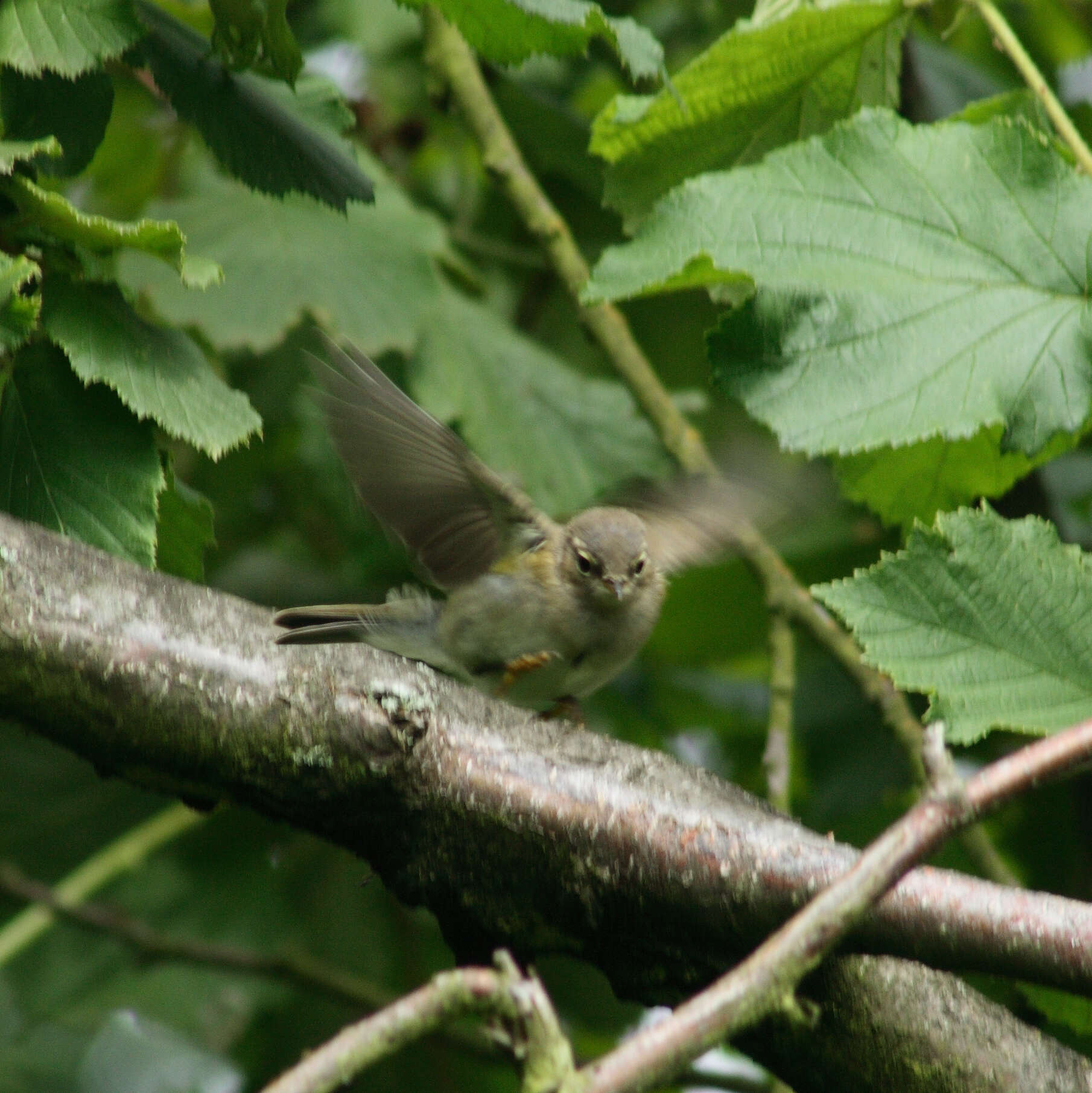 Image of Common Chiffchaff