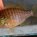 Image of Northern sunfish