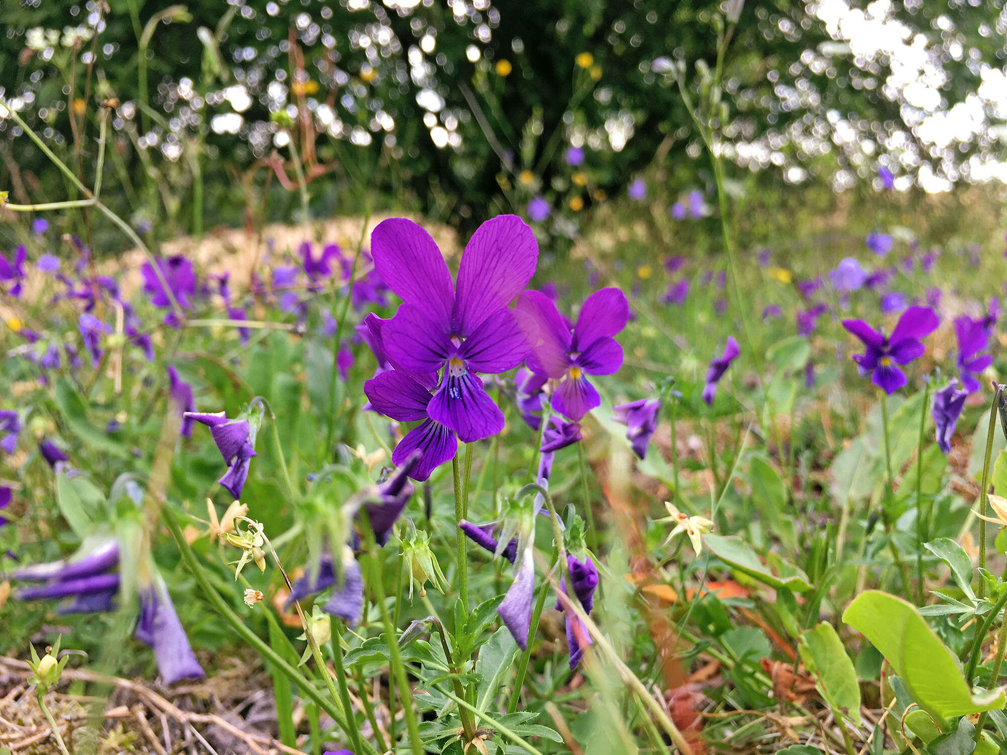 صورة <i>Viola lutea</i> var. <i>westfalica</i> A. A. H. Schulz