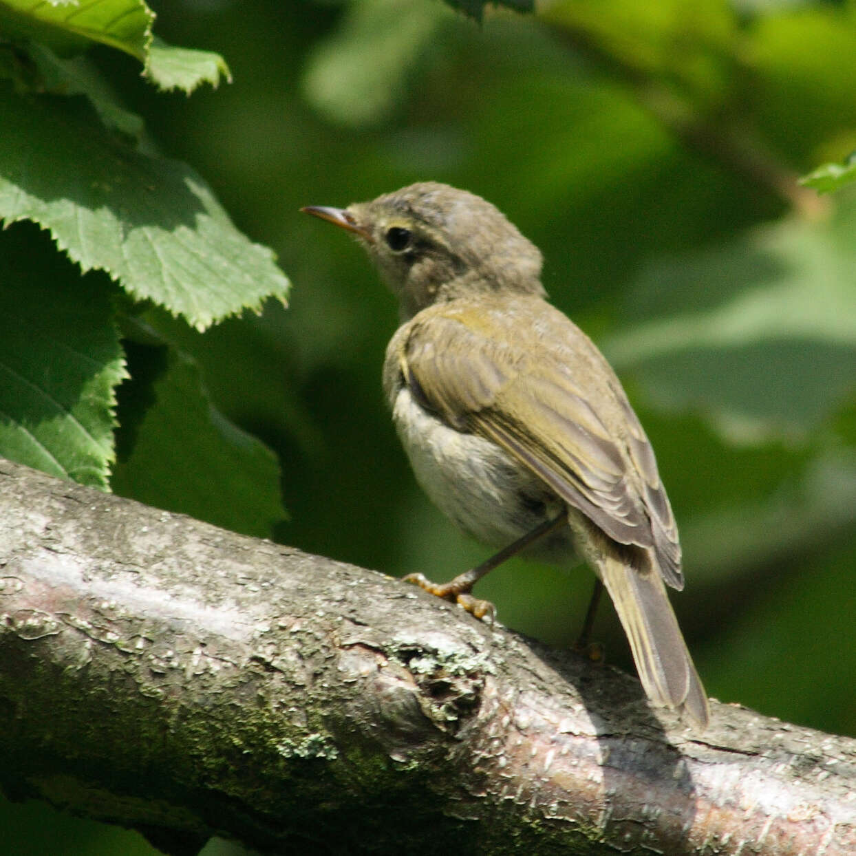 Image of Common Chiffchaff