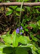 Image of cayenne porterweed