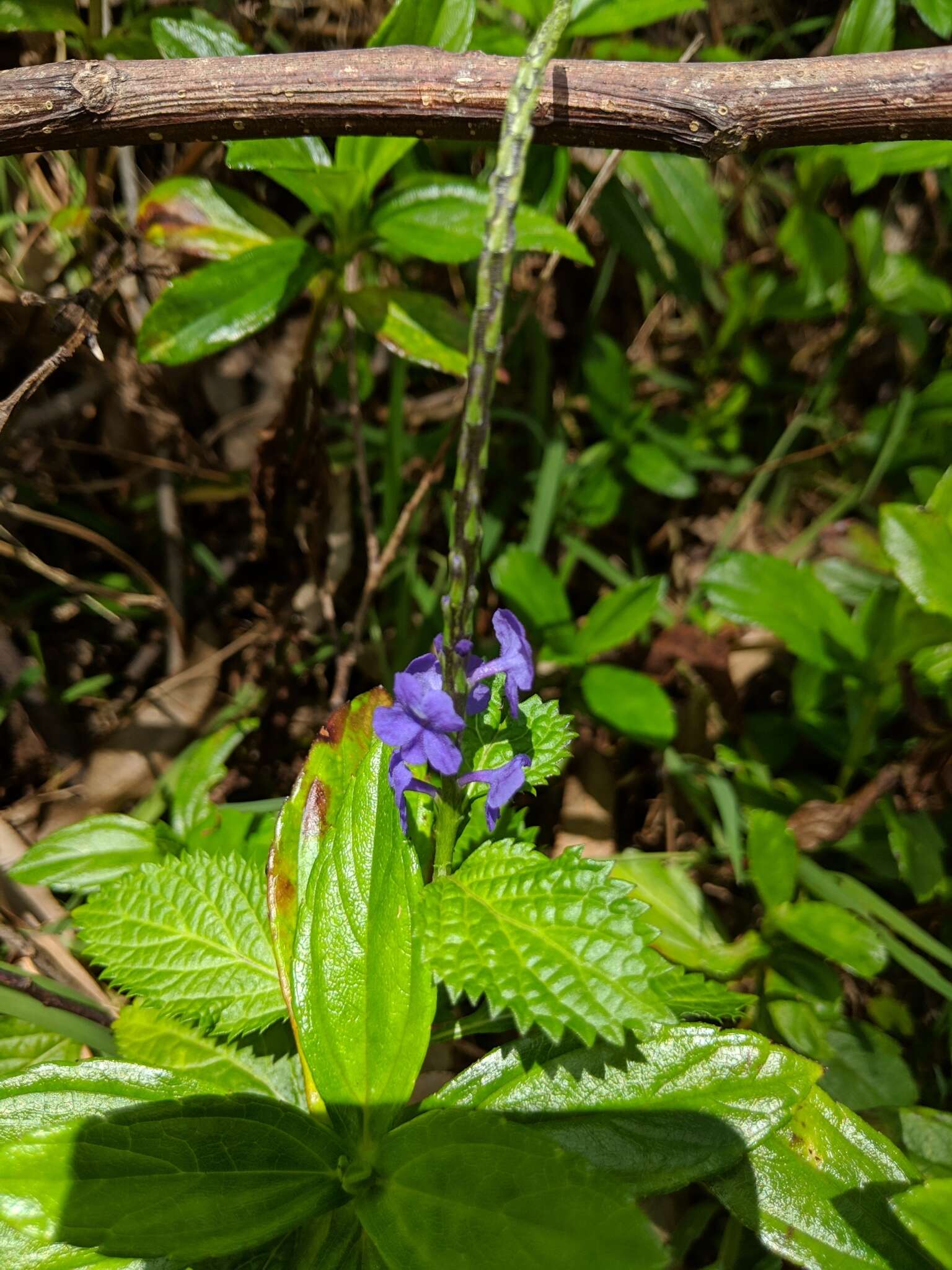 Image of cayenne porterweed