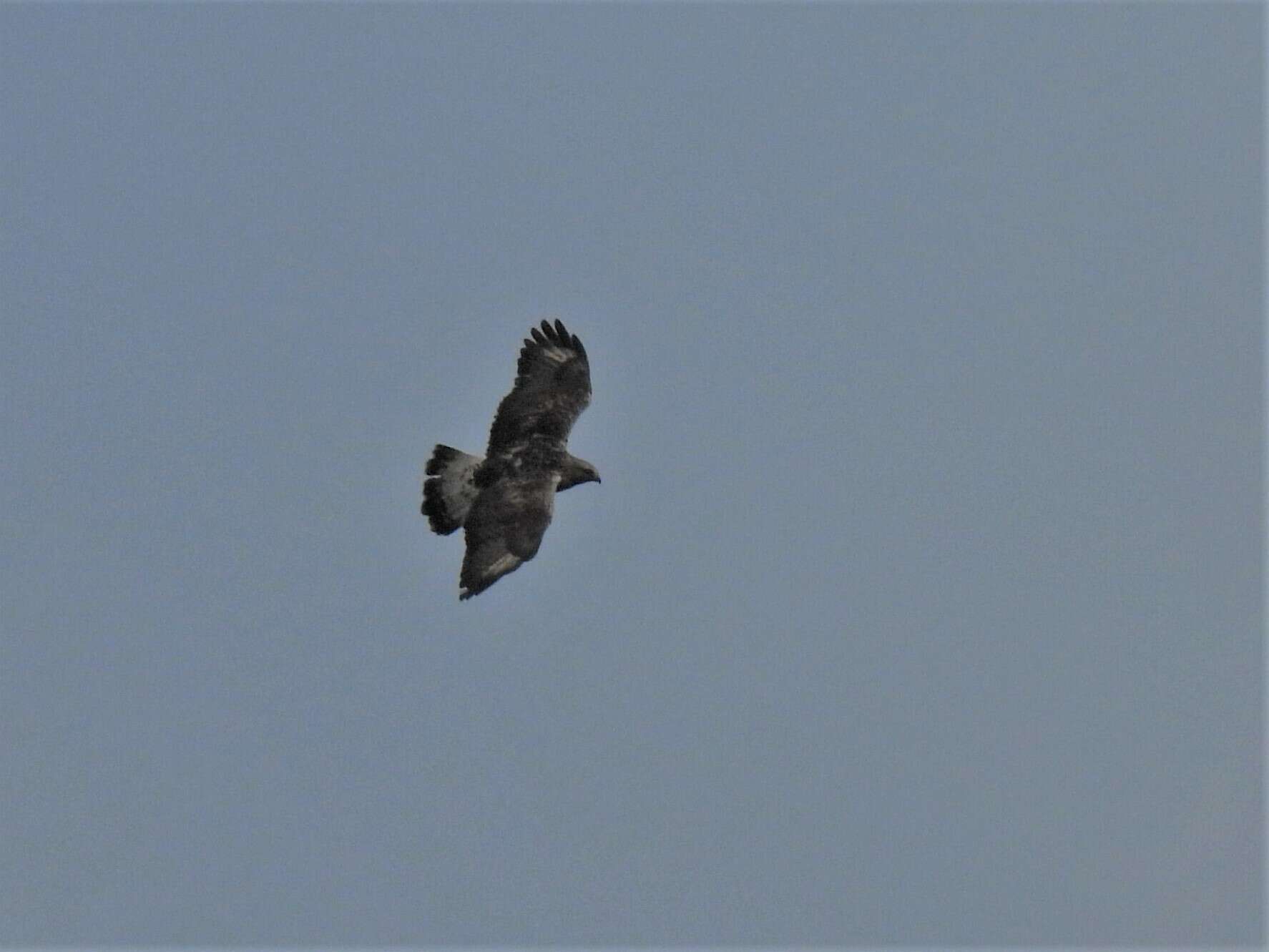 Imagem de Buteo lagopus lagopus (Pontoppidan 1763)