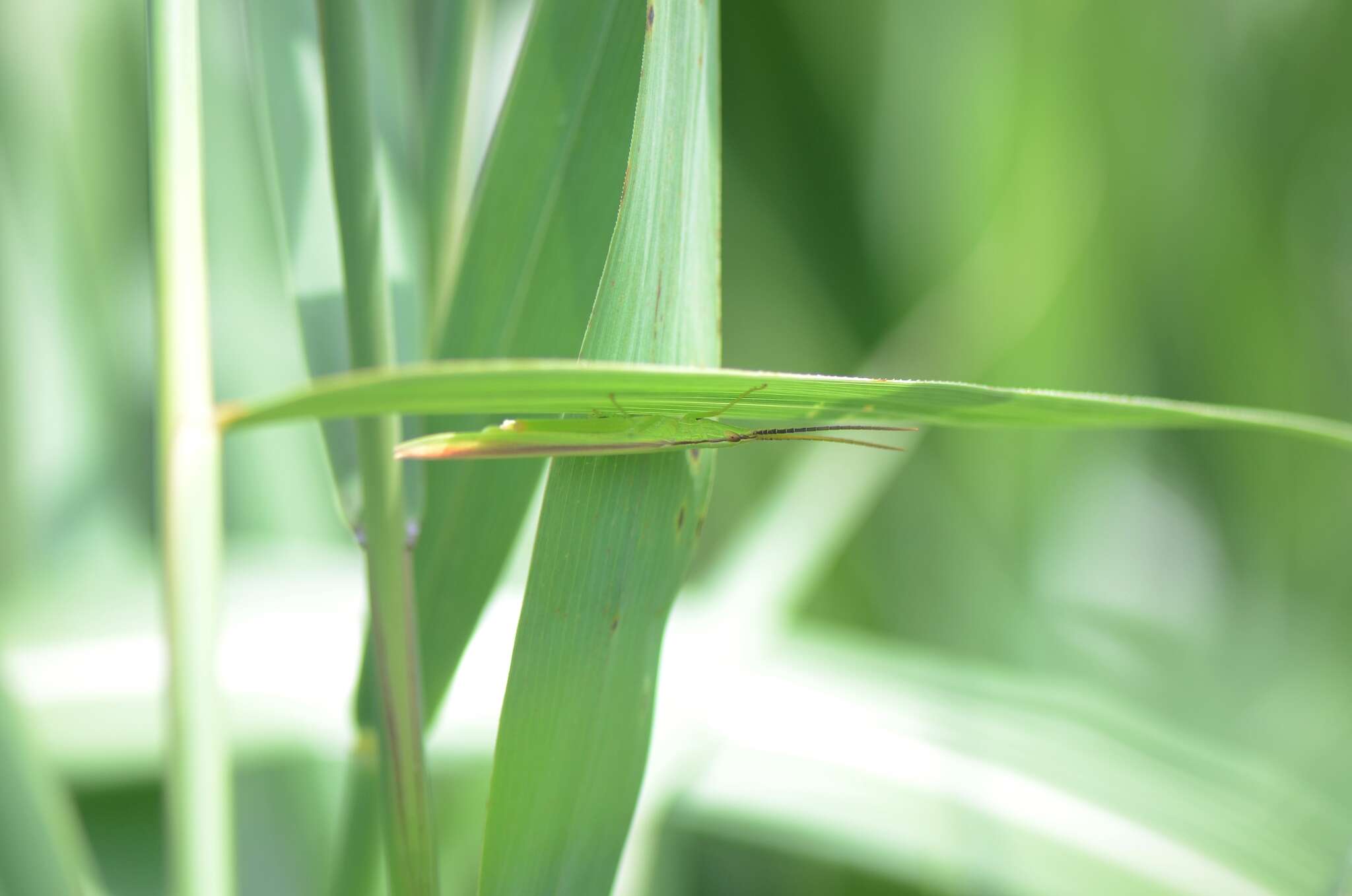 Image of Gonista bicolor (Haan 1842)