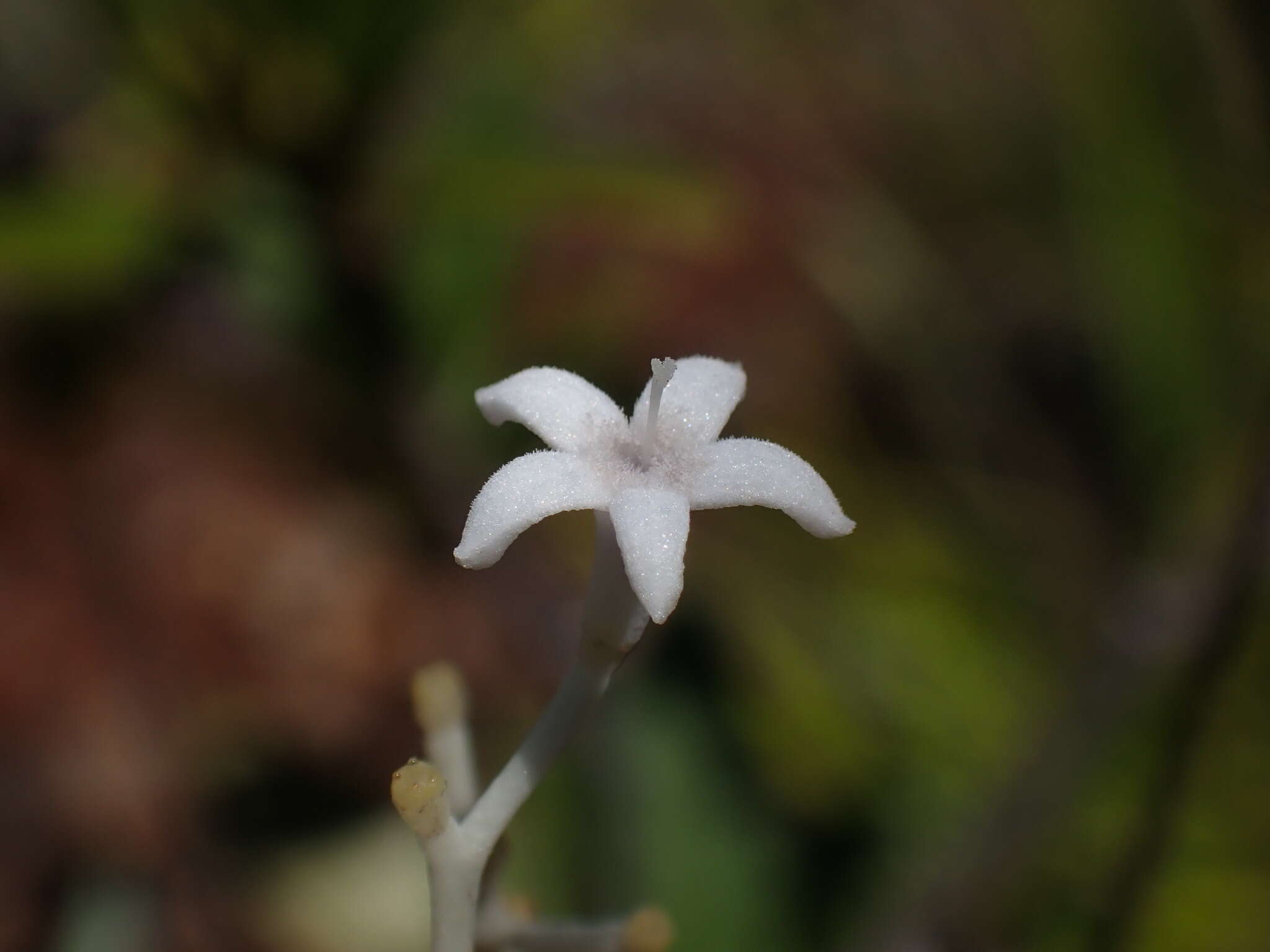 Image of Psychotria rupicola (Baill.) Schltr.