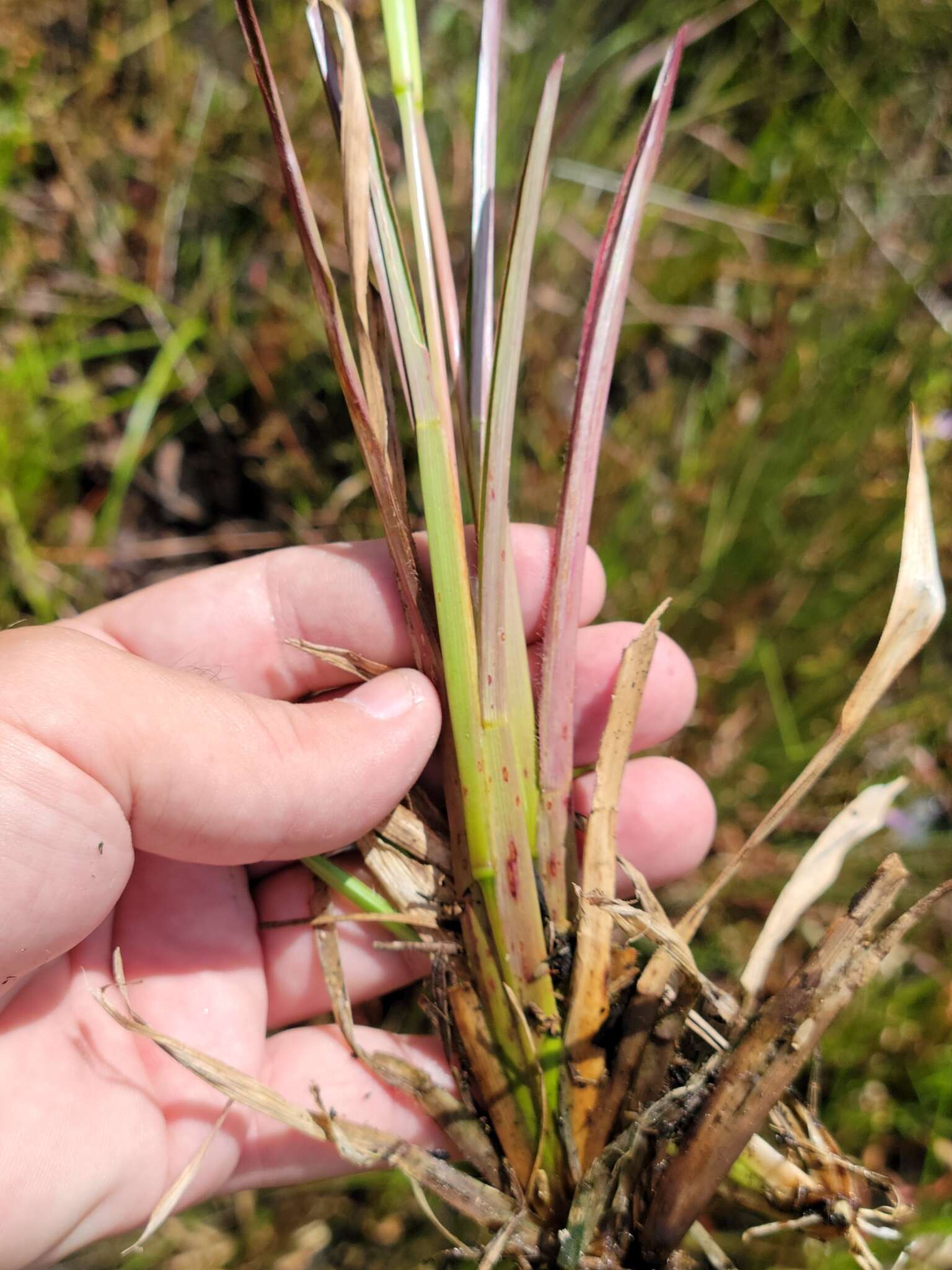 Image of Big Carpet Grass