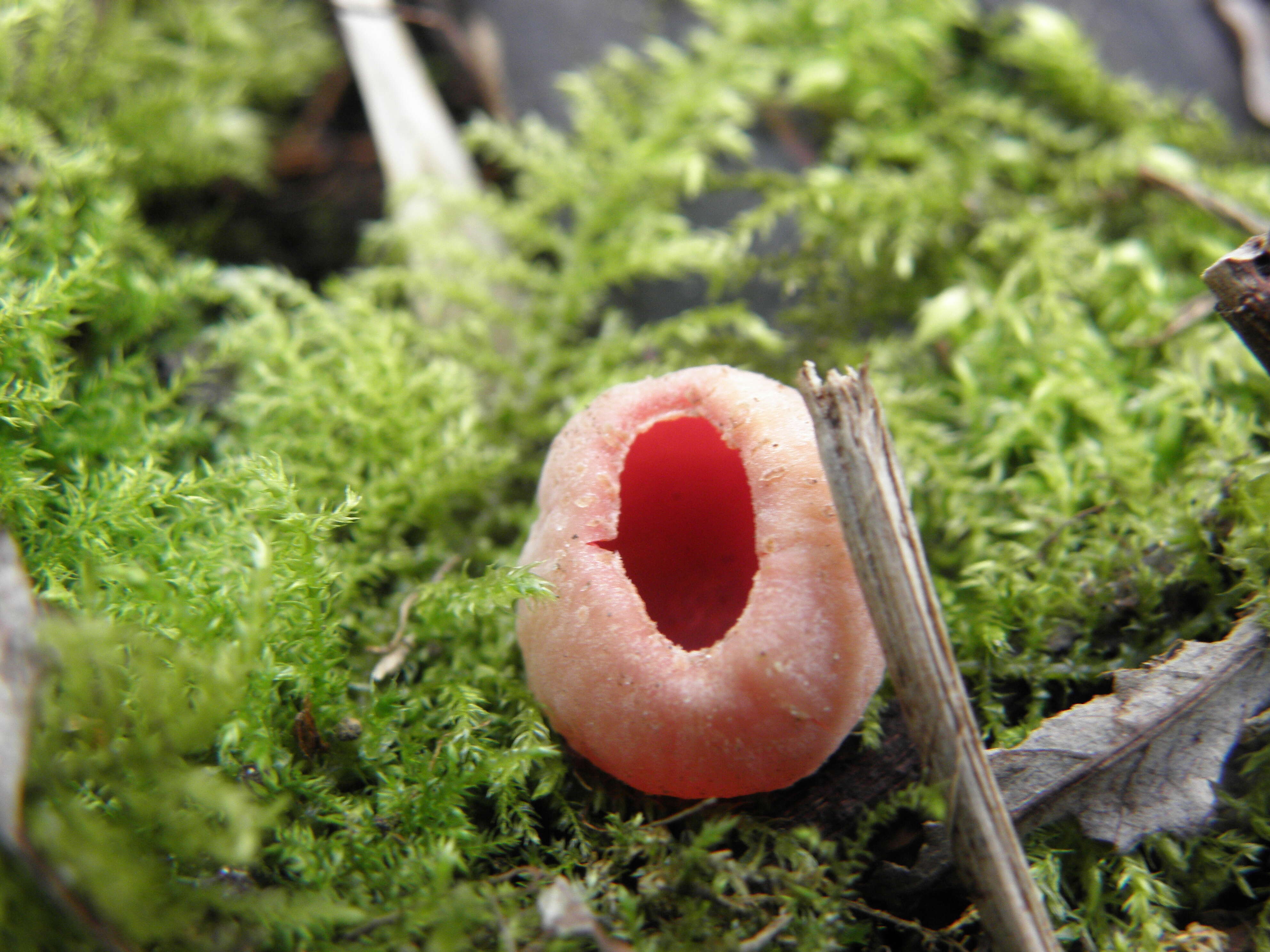 Image of Ruby elfcup