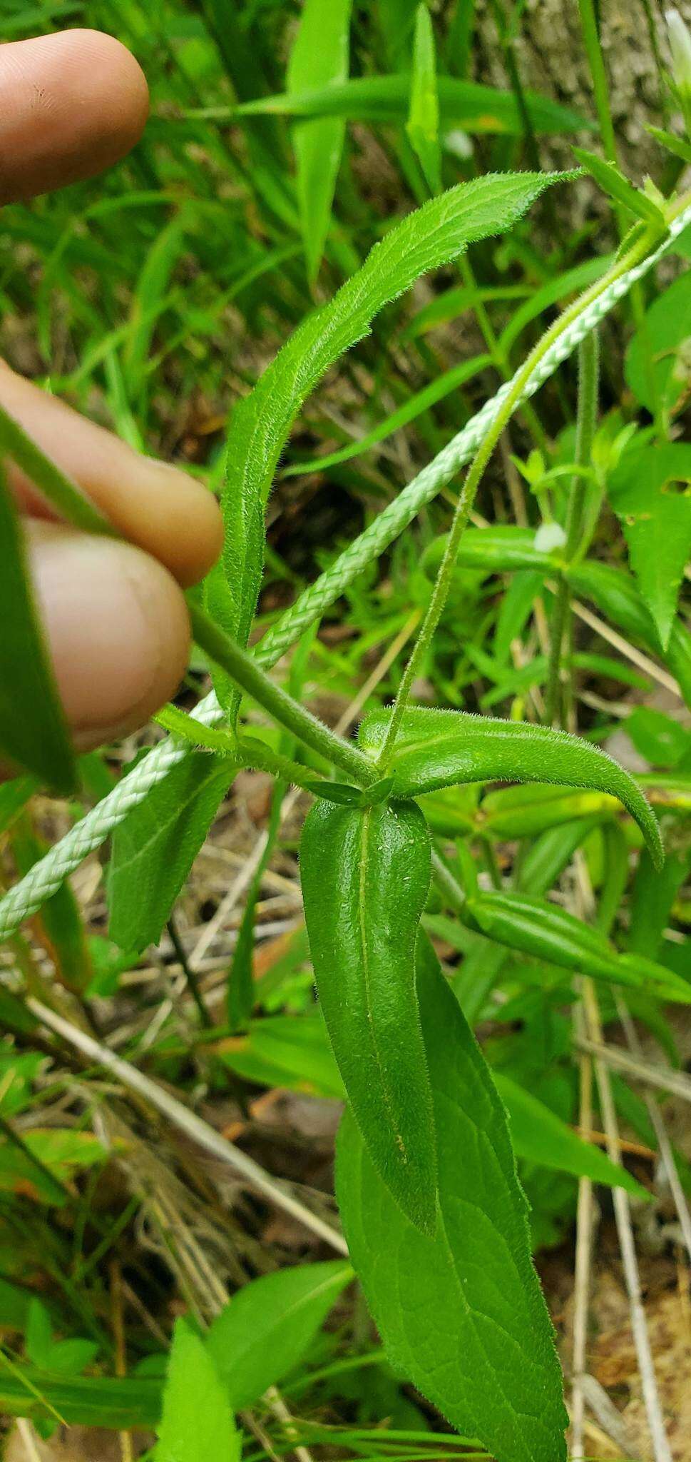 Sivun Phlox pilosa subsp. ozarkana (Wherry) Wherry kuva