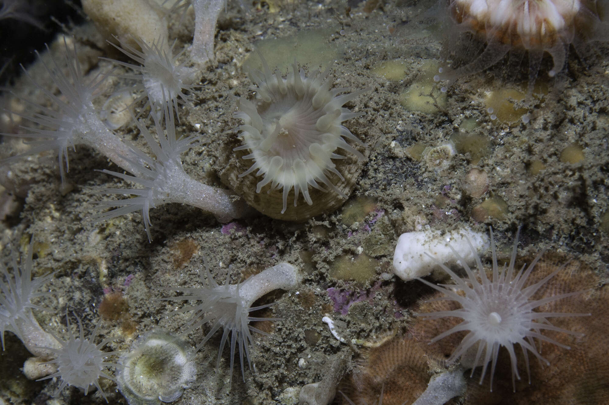 Image of white cluster anemone