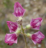 Image of Lessertia annularis Burch.