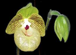 Слика од Paphiopedilum malipoense S. C. Chen & Z. H. Tsi