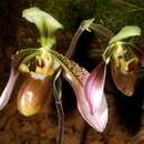 Слика од Paphiopedilum appletonianum (Gower) Rolfe