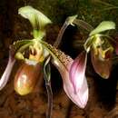 Image de Paphiopedilum appletonianum (Gower) Rolfe