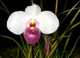 Image de Paphiopedilum delenatii Guillaumin