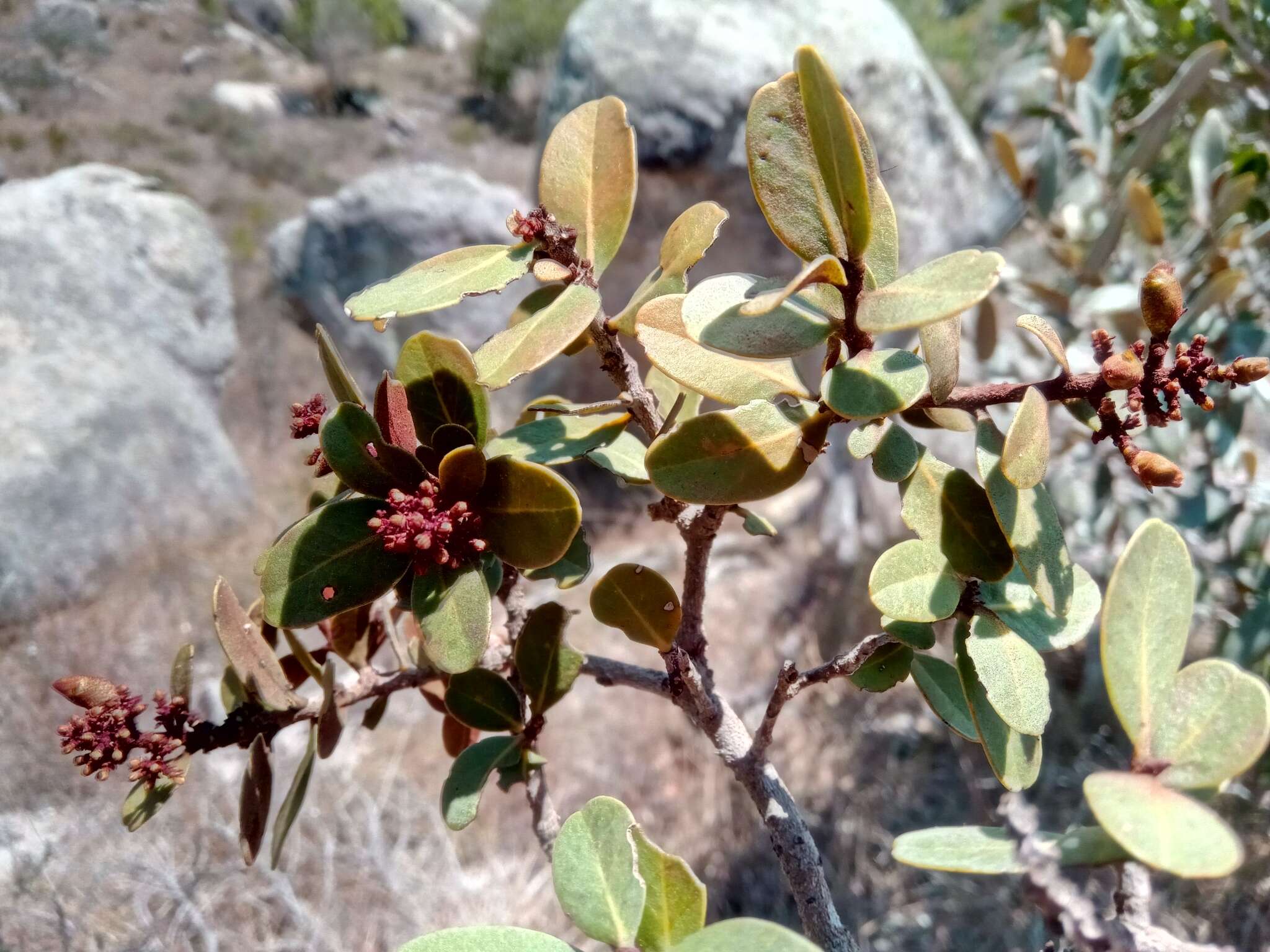 Image of Asteropeia densiflora Baker