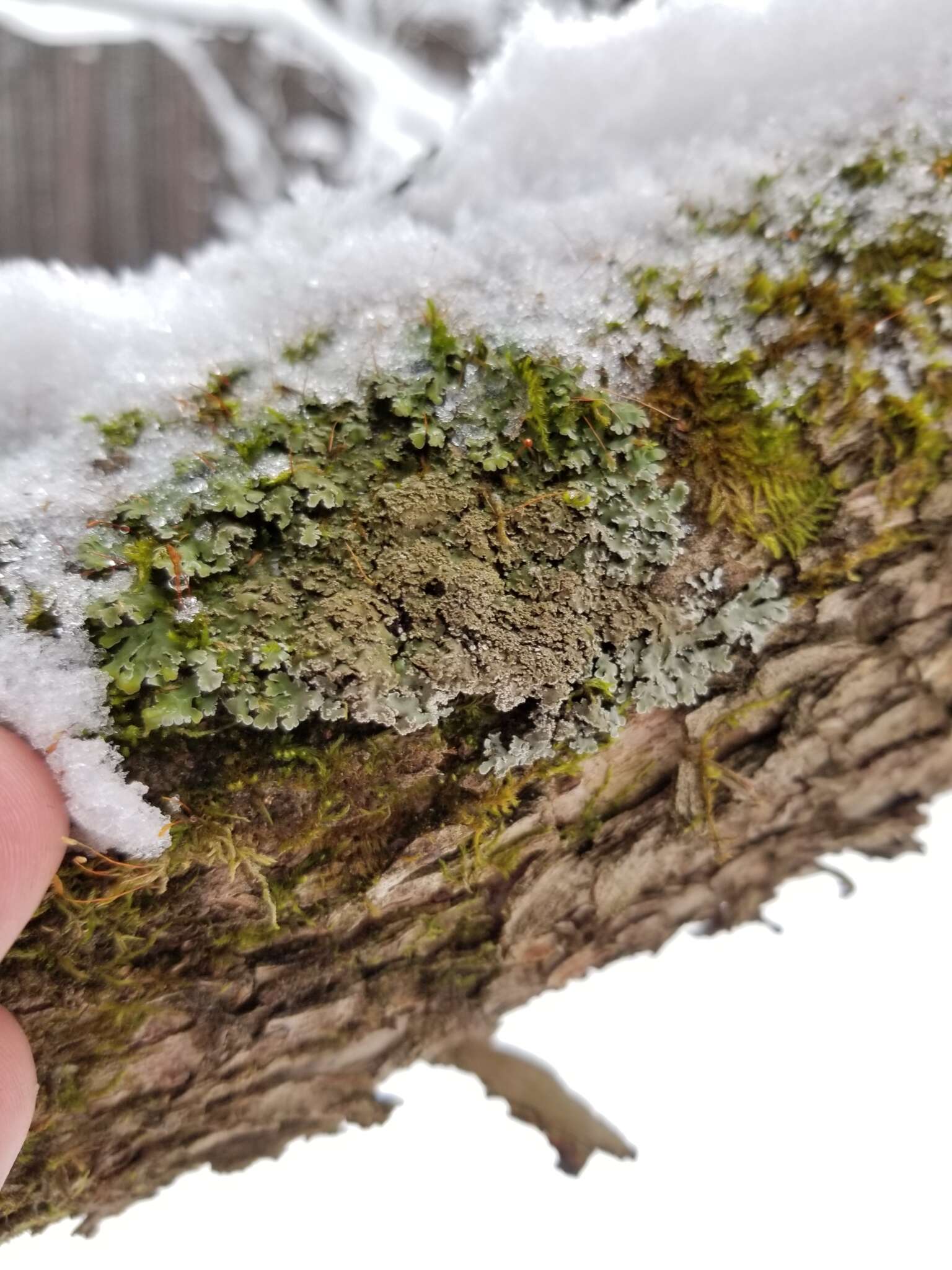 Image of frosted lichen