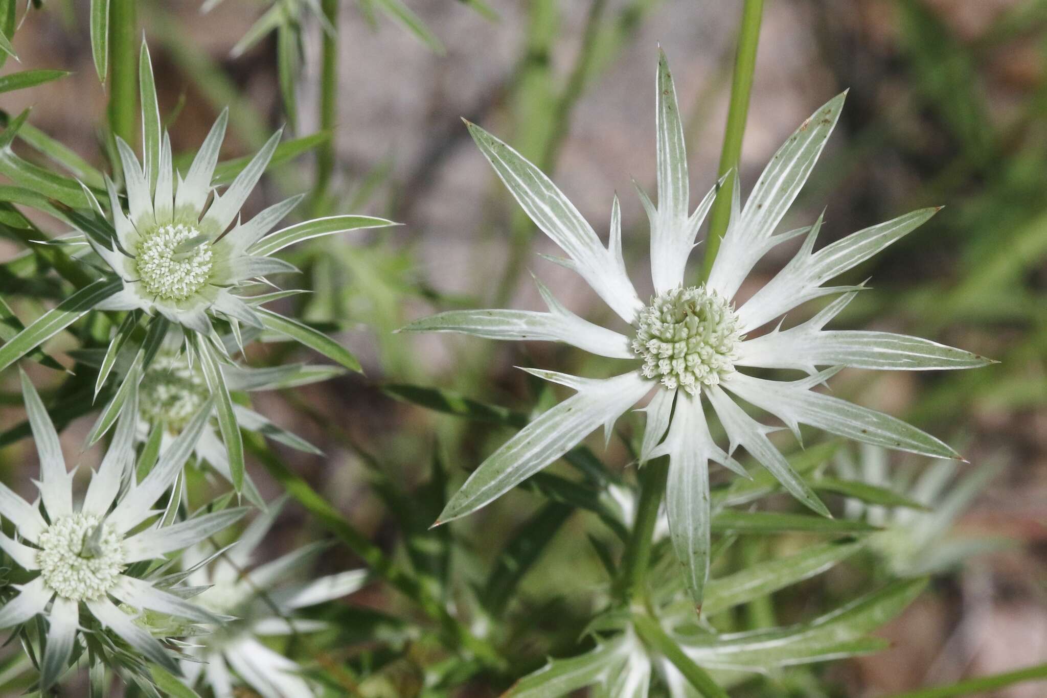 Image of Wright's Eryngo