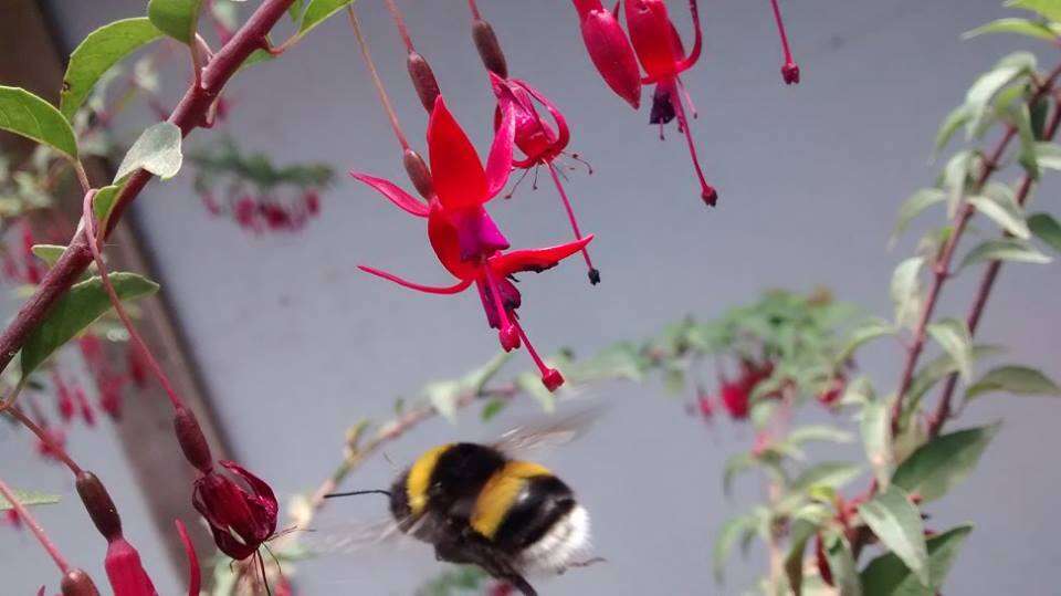 Fuchsia magellanica Lam. resmi