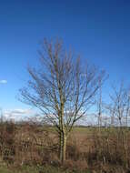 Image of Small-leaved Elm