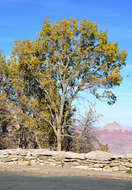 Image of Gambel Oak