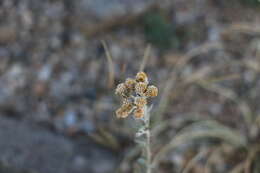 Image of Ajania achilleoides (Turcz.) Poljakov ex Grubov