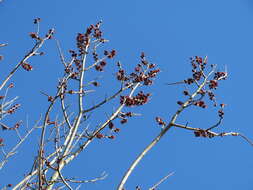 Image of Small-leaved Elm