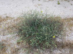 Image of Verbascum pinnatifidum Vahl