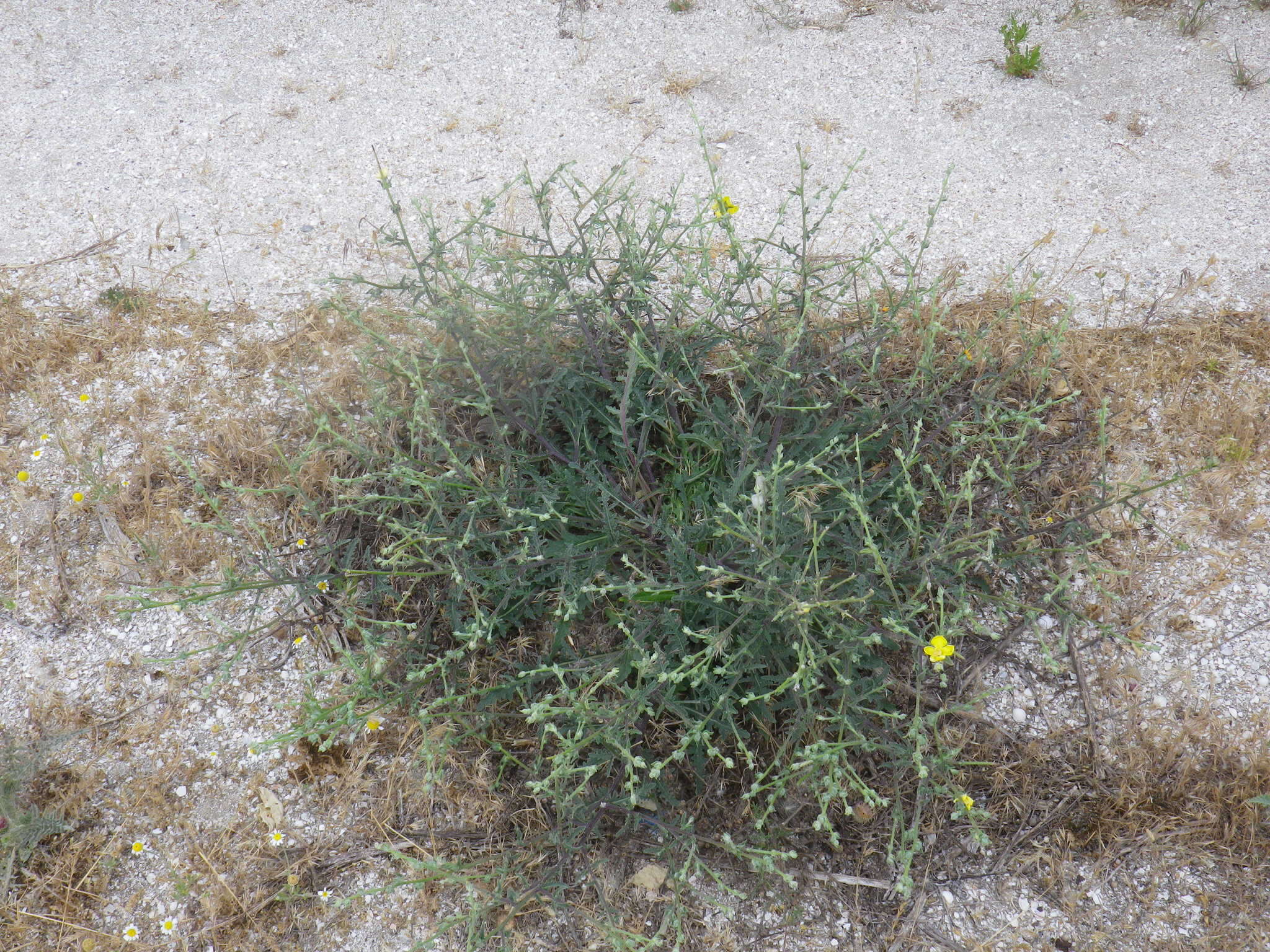 Image of Verbascum pinnatifidum Vahl