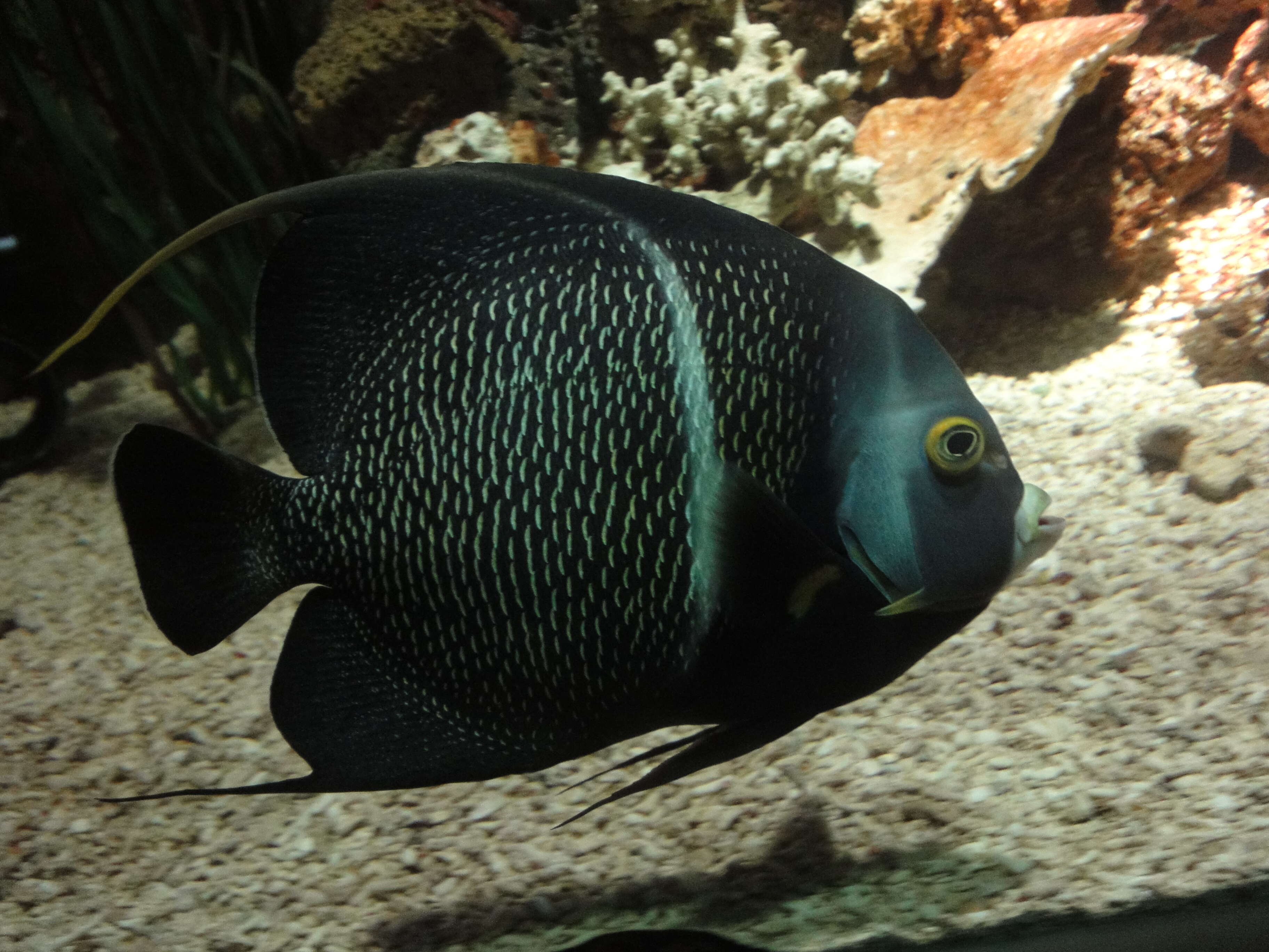 Image of Angelfish