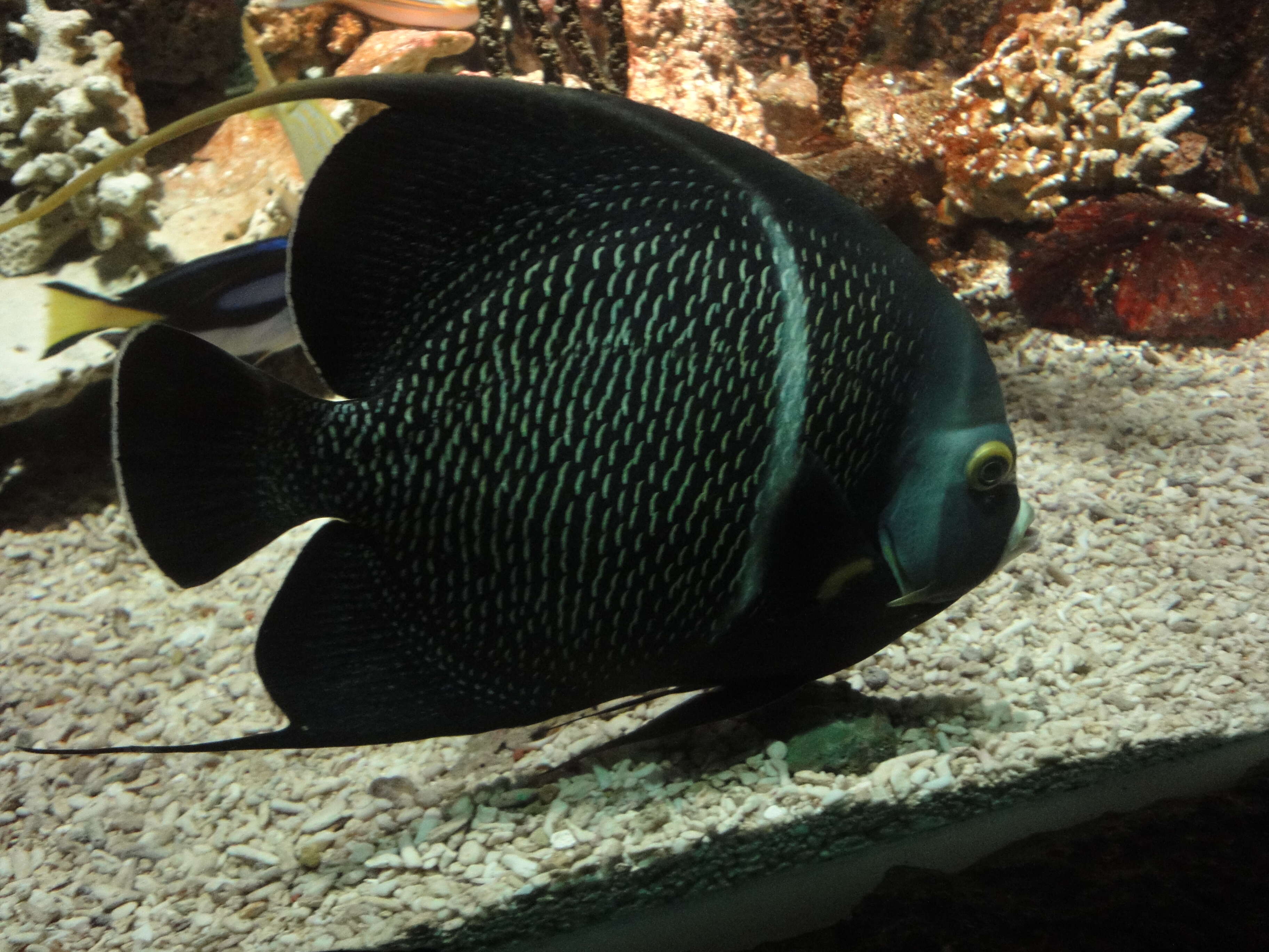 Image of Angelfish