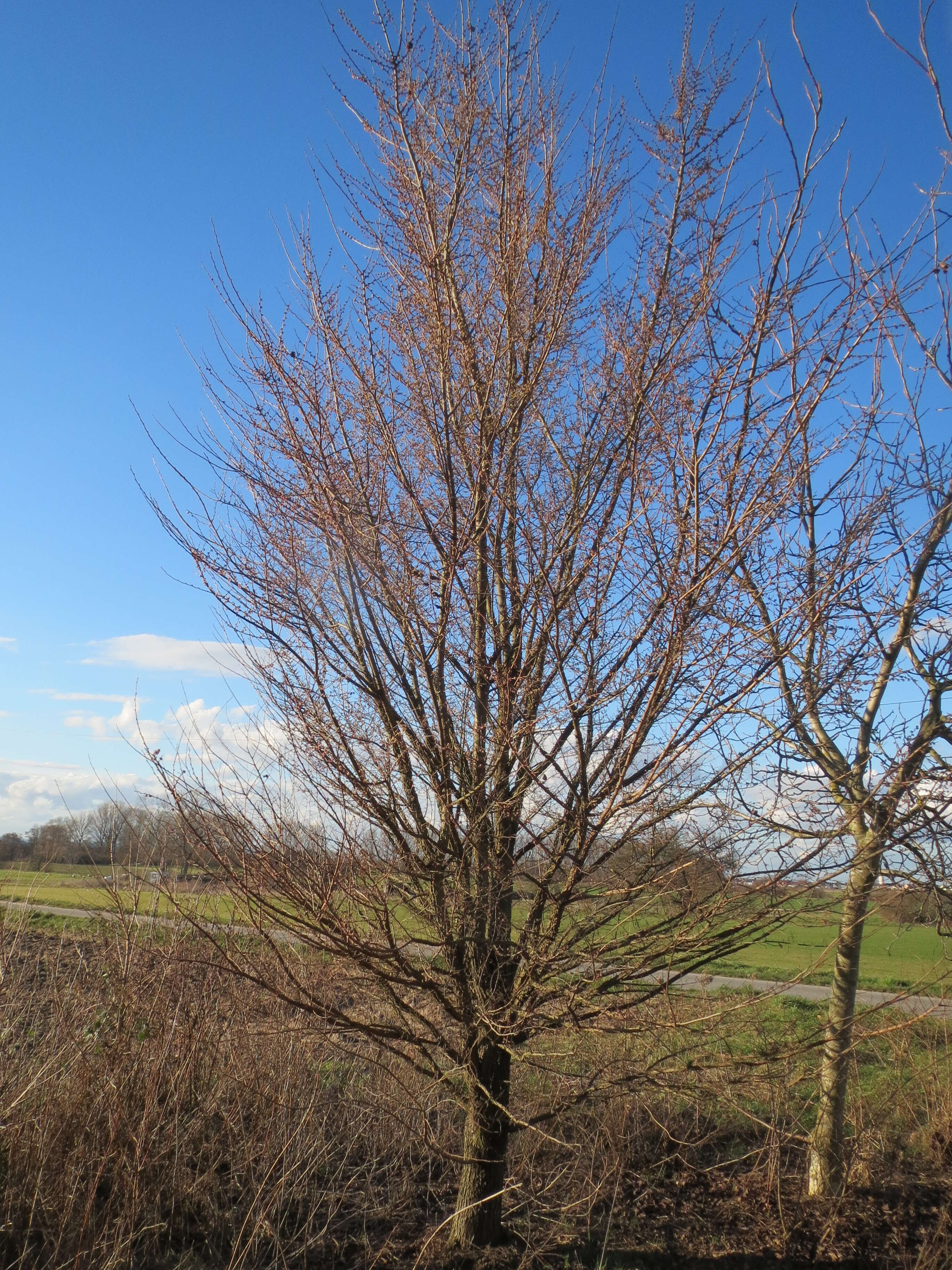 Image of Small-leaved Elm