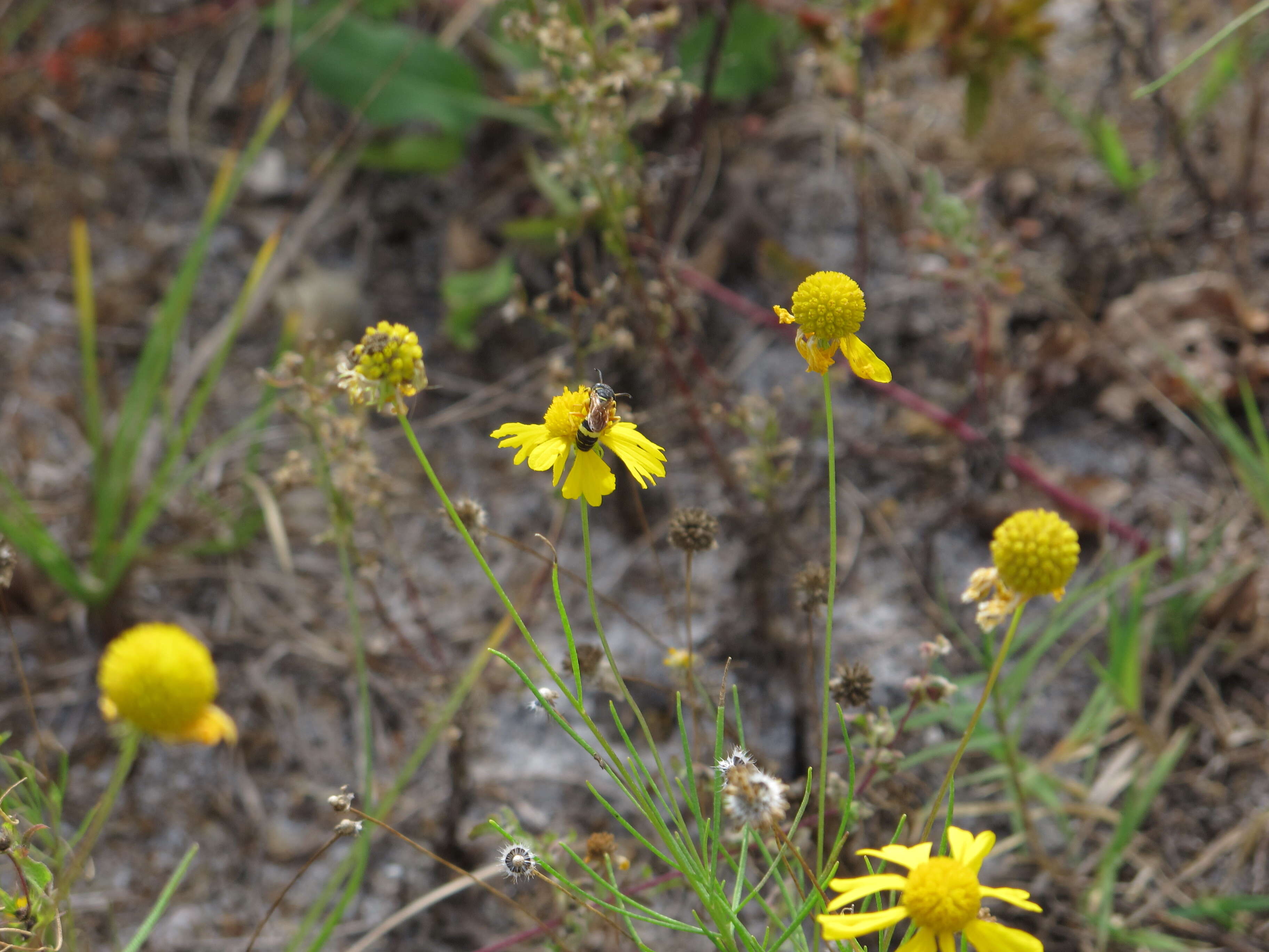 Image of Yellowdicks